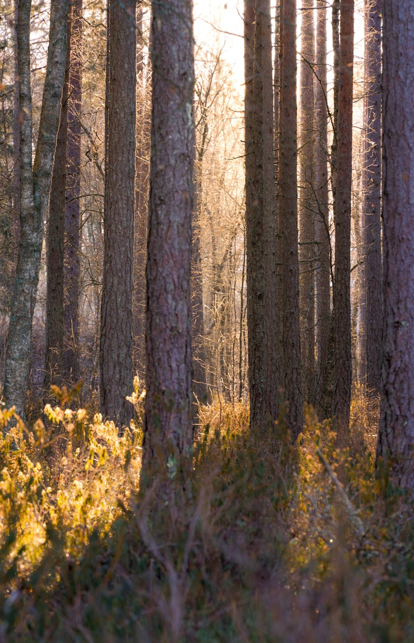 End of native logging | The&nbsp;Guardian