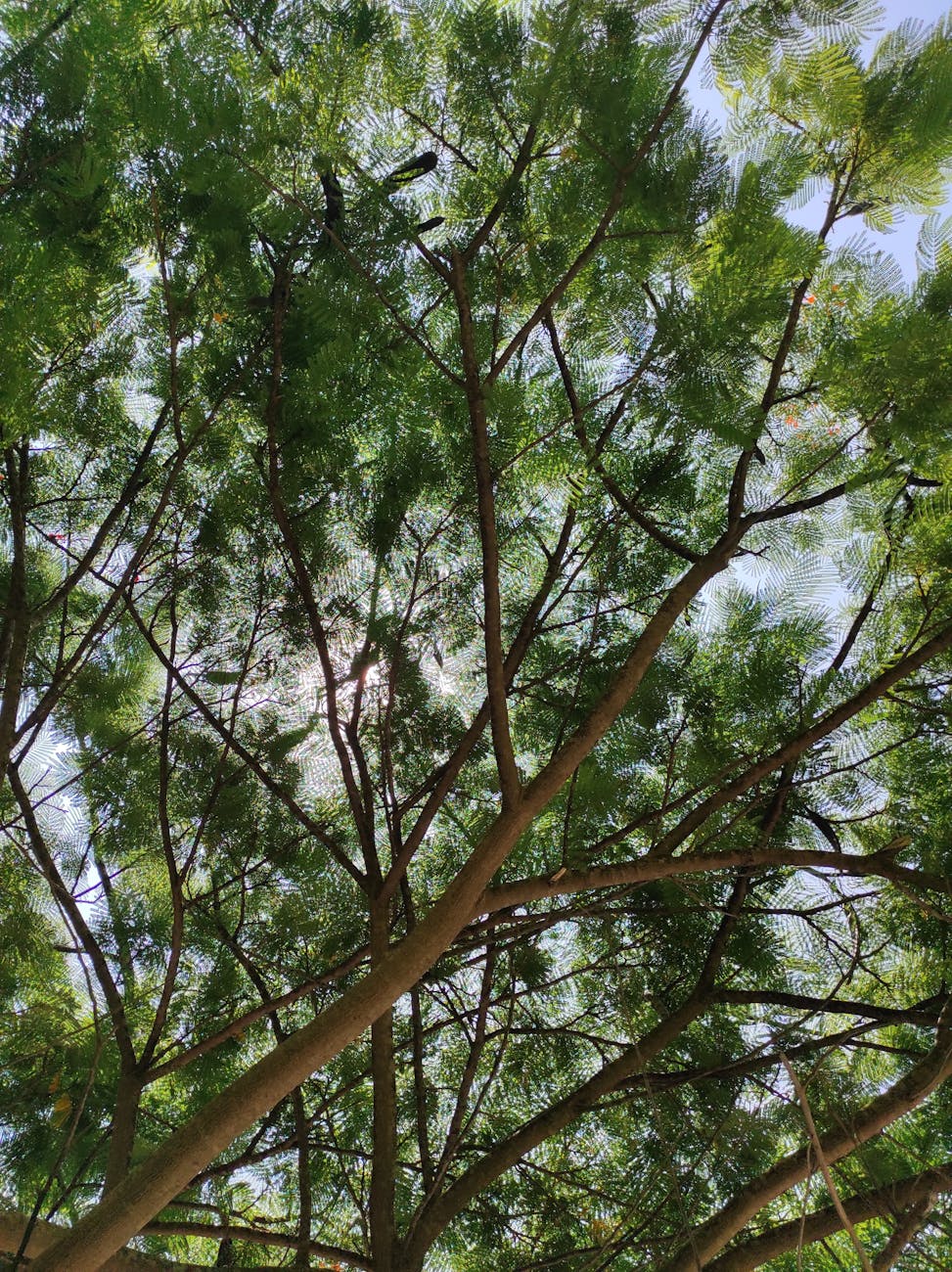 The wrong trees in the wrong places diminish their benefits | Anthropocene&nbsp;Magazine