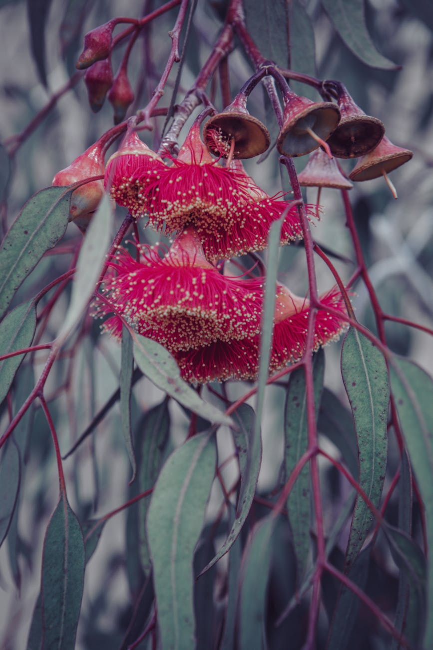 The red flowering gum: a perennial favourite and a summer stunner | The&nbsp;Conversation