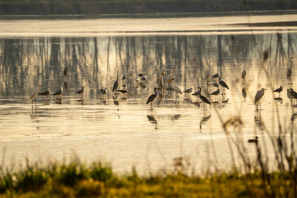 Can a unit of nature be sold as a biodiversity credit? | Anthropocene&nbsp;Magazine