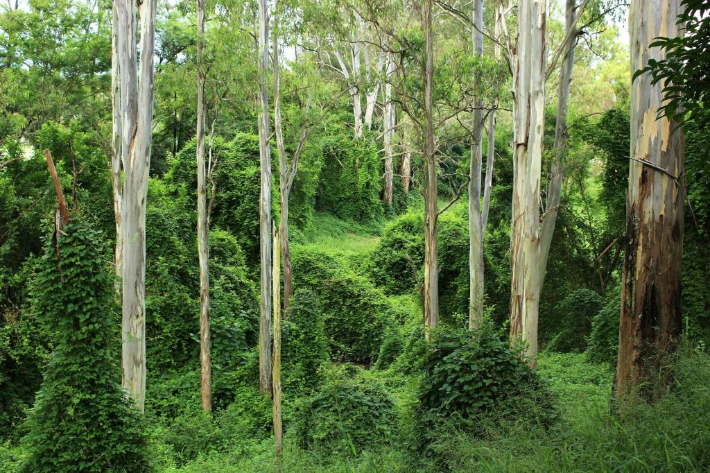 Australia’s nature is in deep crisis. These 3 easy steps would give our new environment laws teeth | The&nbsp;Conversation