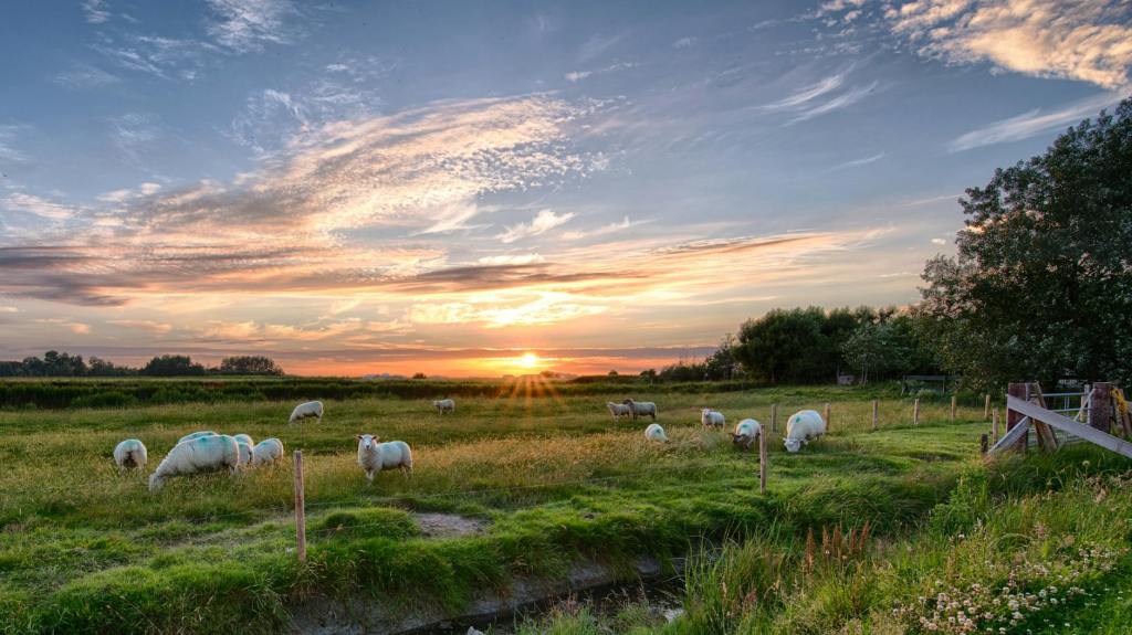 Sheep farmers are helping save Tasmania’s native grasslands: ‘We’re better off working together’ | Tasmania | The&nbsp;Guardian