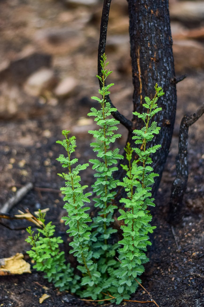 Why Shrubs Can Help (or Hinder) a Forest’s Recovery from Wildfire | Wood&nbsp;Central