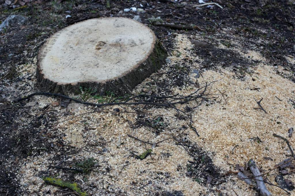 Resident’s angst after removal of trees ignored by authorities | Sunshine Coast&nbsp;News