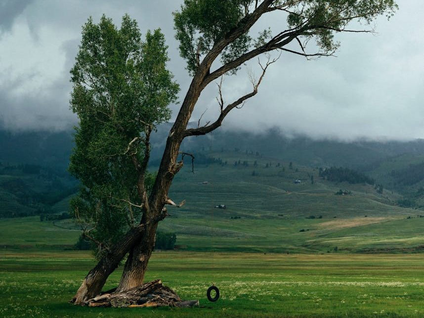 Worried about your trees after the windstorms? Here are 7 signs you might be at risk | The&nbsp;Conversation