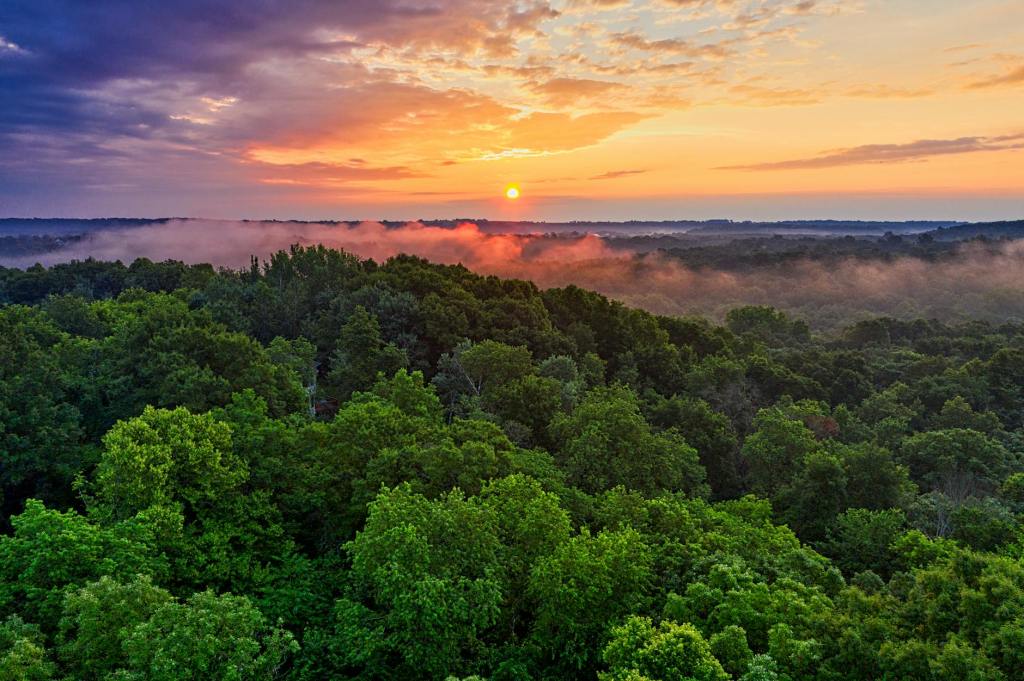 Forests are changing fast and scientists are deeply&nbsp;concerned