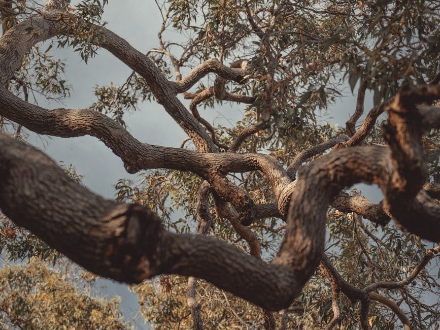 The Blue Mountains – towards nature positive with natural capital accounting | Sustainability&nbsp;Bites