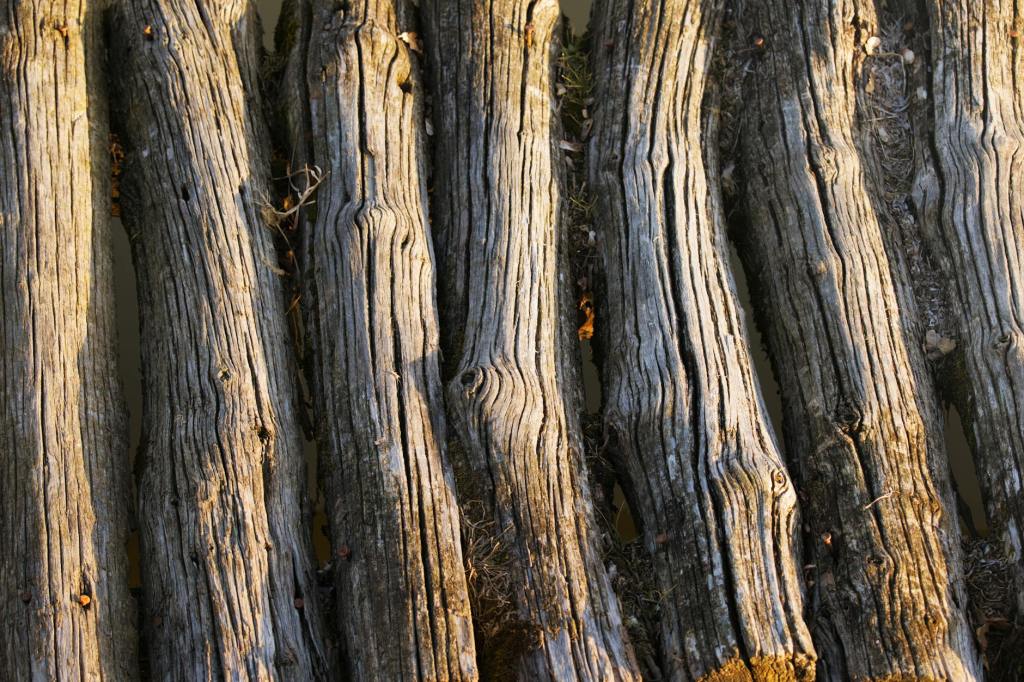 Is burying wood to store carbon a good idea? | Anthropocene&nbsp;Magazine