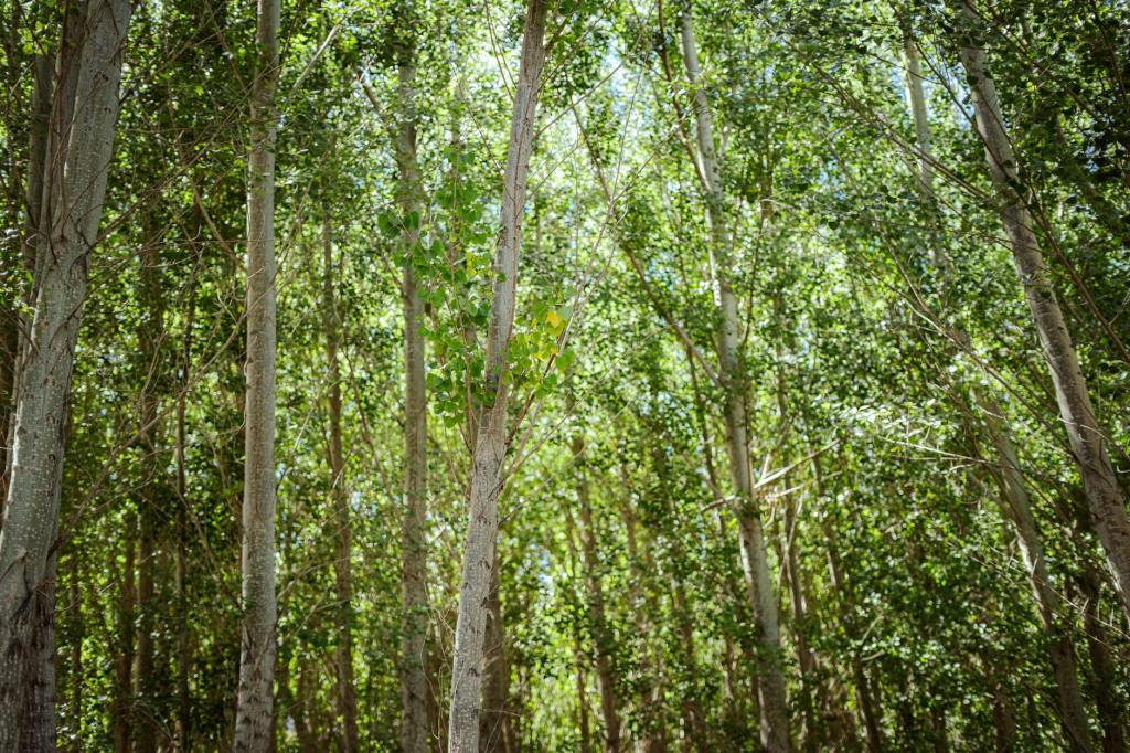 Does planting trees to mitigate climate help or hurt wildlife? | Anthropocene&nbsp;Magazine