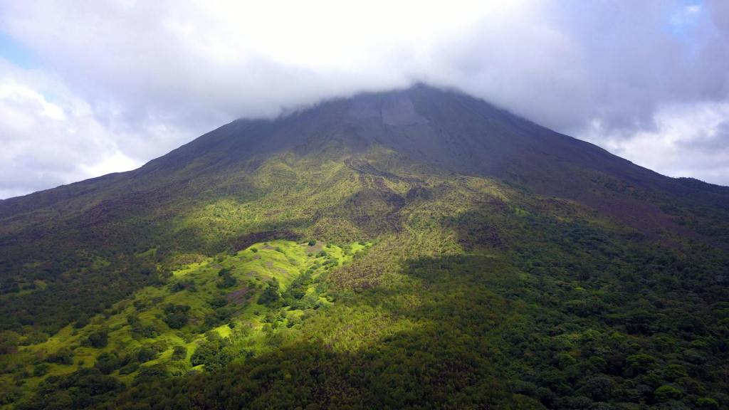 Lord Howe Island cloud forest species thrive after rodent eradication program | ABC&nbsp;News