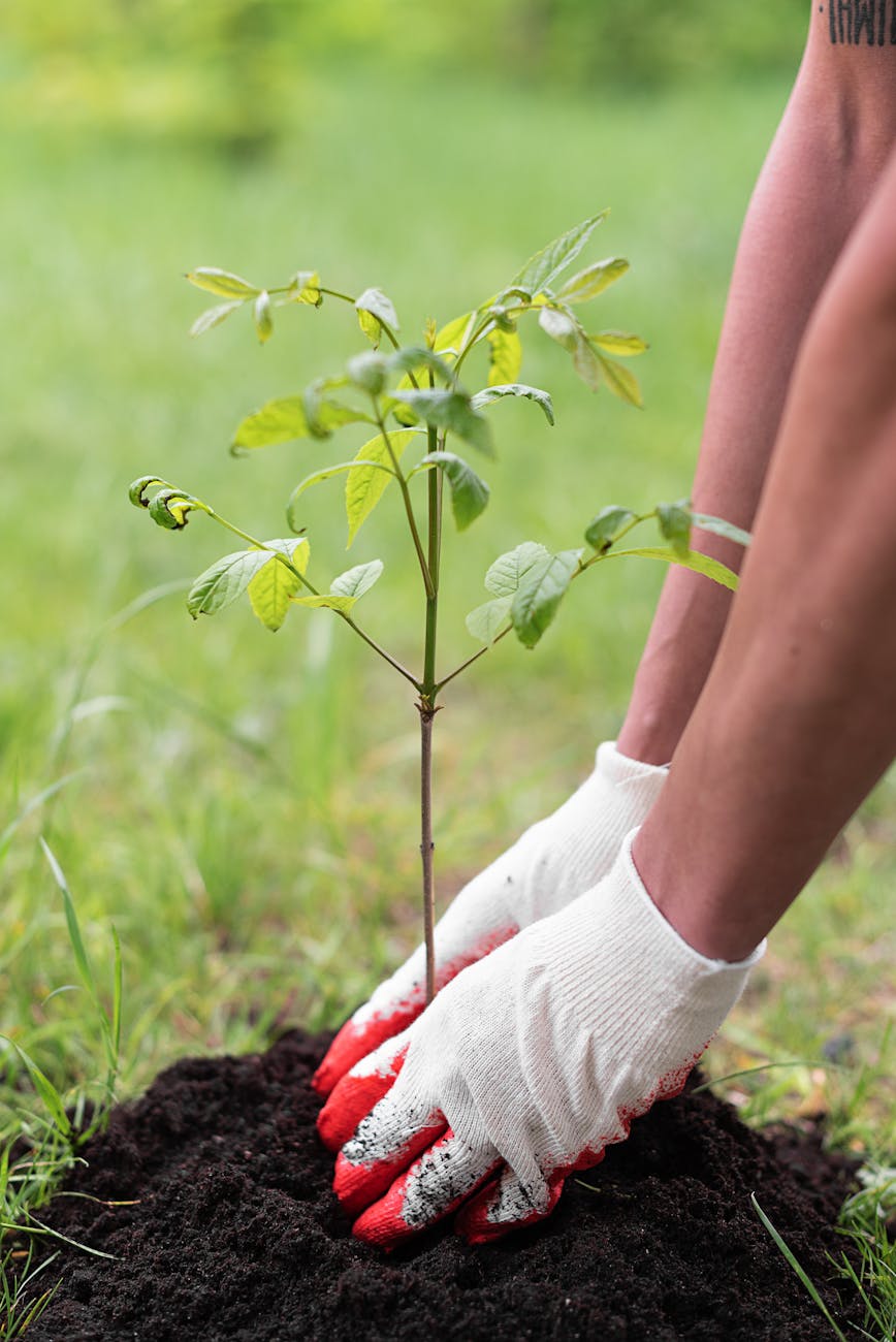 Poll: When was the last time you planted a&nbsp;tree?