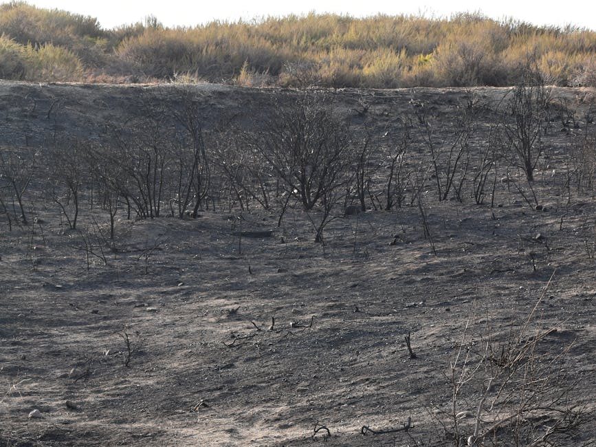 Buried treasures: how seeds help us learn about fire in the Australian landscape | The&nbsp;Conversation