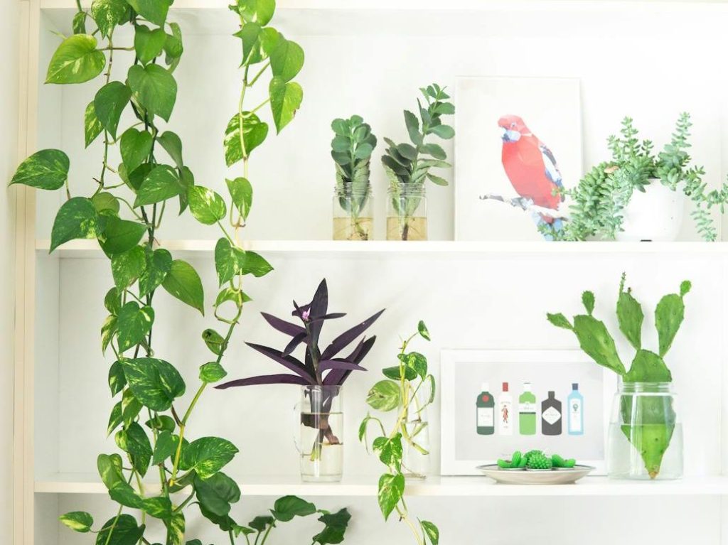 ‘They are like my children’: research reveals 4 types of indoor plant owners. Which one are you? | The&nbsp;Conversation