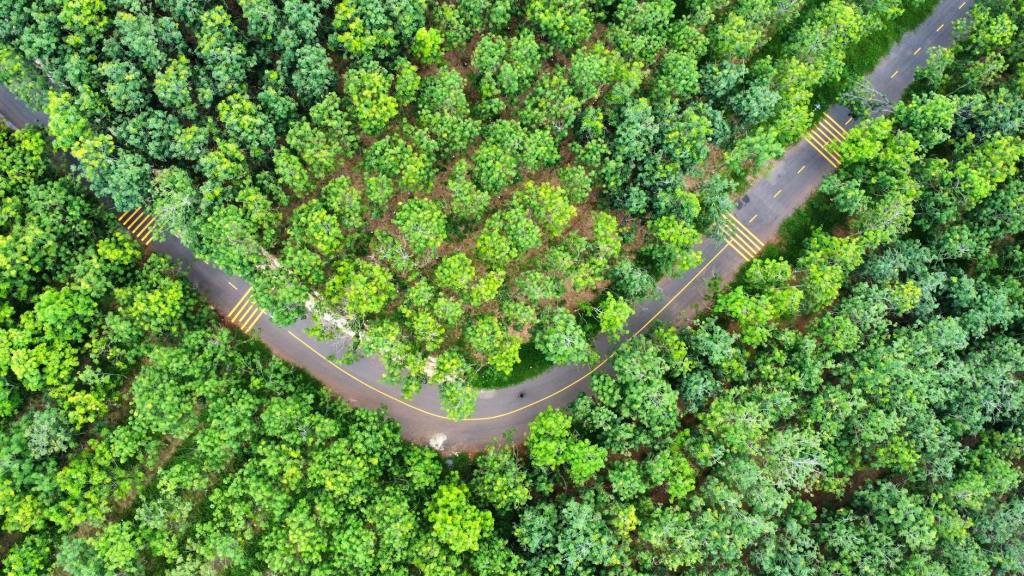 America’s Top Logger Bets It Can Make Money Off Small, Crooked Trees |&nbsp;WSJ