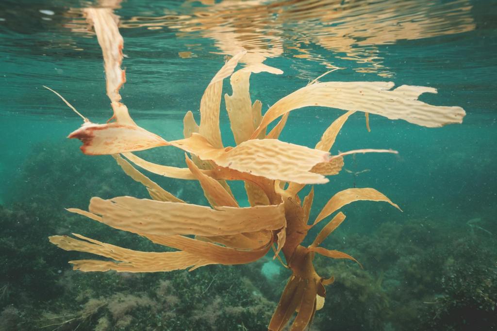 The underwater Amazon: Kelp forests are crucial to the fight against climate change. Here’s how they could be saved. | Bulletin of the Atomic&nbsp;Scientists