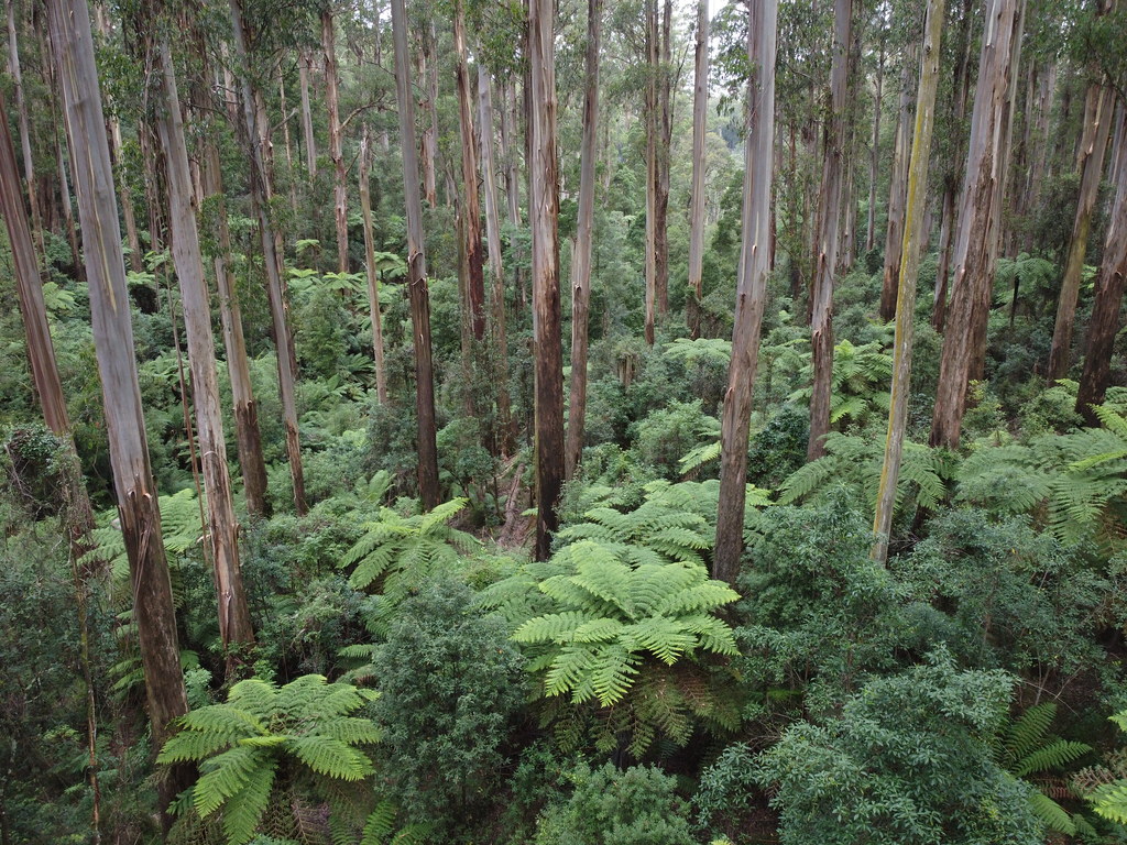 Ending Victoria’s timber industry has created a ‘time bomb’ in the state’s mountain ash forests | ABC&nbsp;News