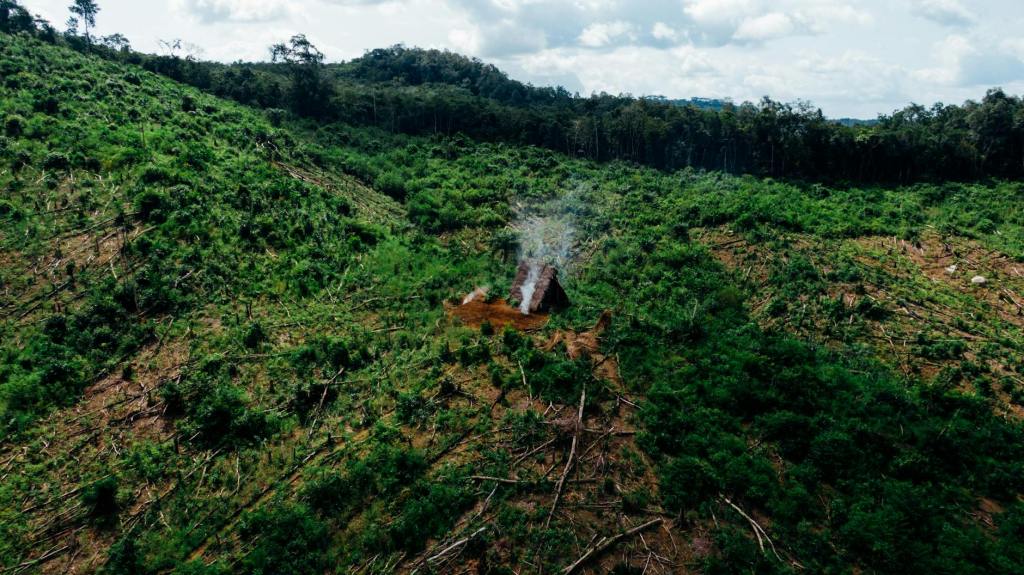 Piauí Launches Jurisdictional REDD+ Carbon Credit Program with Silvania to Combat Deforestation | ESG&nbsp;News