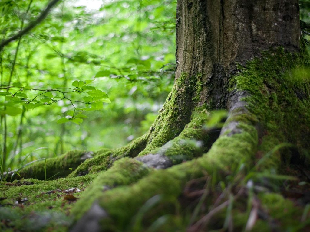 Root intelligence: How old trees learn to suck more CO2 | Anthropocene&nbsp;Magazine