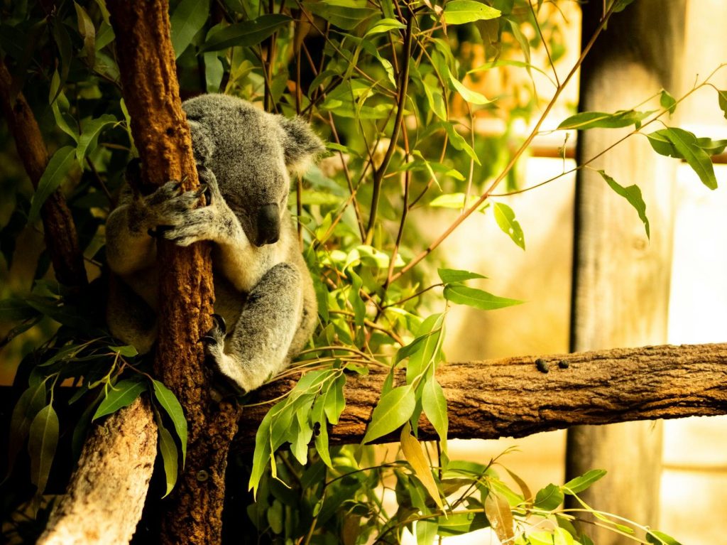 SA Murray Mallee newest region to receive trees through AstraZeneca’s global forest initiative | Greening&nbsp;Australia