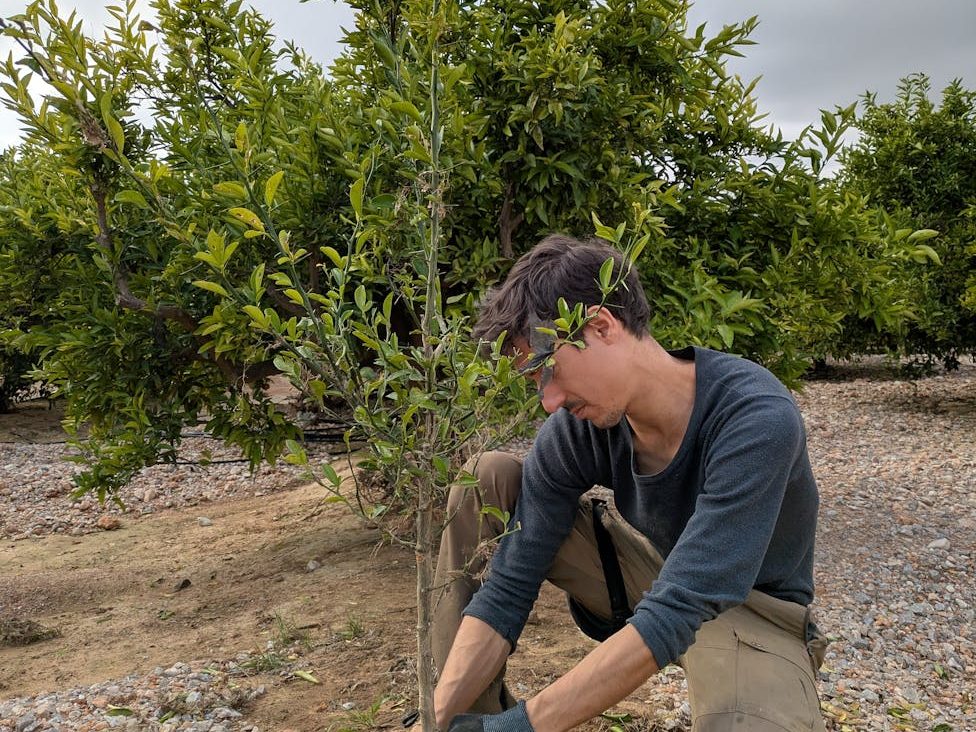 Most forest carbon offset schemes fail. Here are four fixes. | Anthropocene&nbsp;Magazine