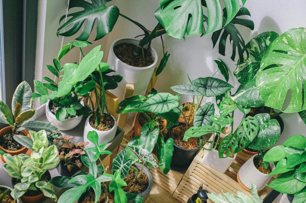 You be the judge: should my flatmate stop filling our home with plant cuttings? | Gardening advice | The&nbsp;Guardian