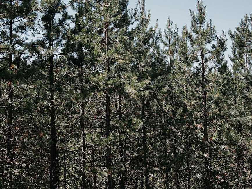 Habitat restoration is a long-haul job. Here are 3 groups that have endured | The&nbsp;Conversation