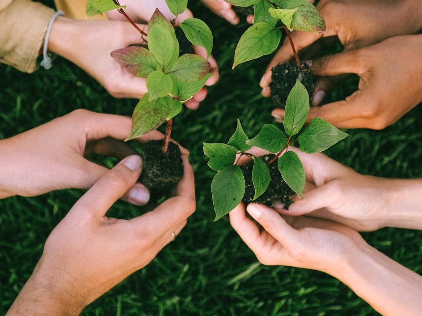 The climate case for planting trees has been overhyped — but it’s not too late to fix it | The&nbsp;Conversation