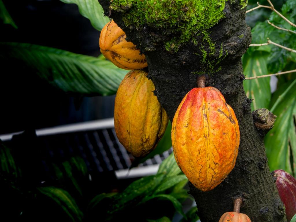Growing shade trees can cut chocolate’s environmental impact | The University of&nbsp;Queensland