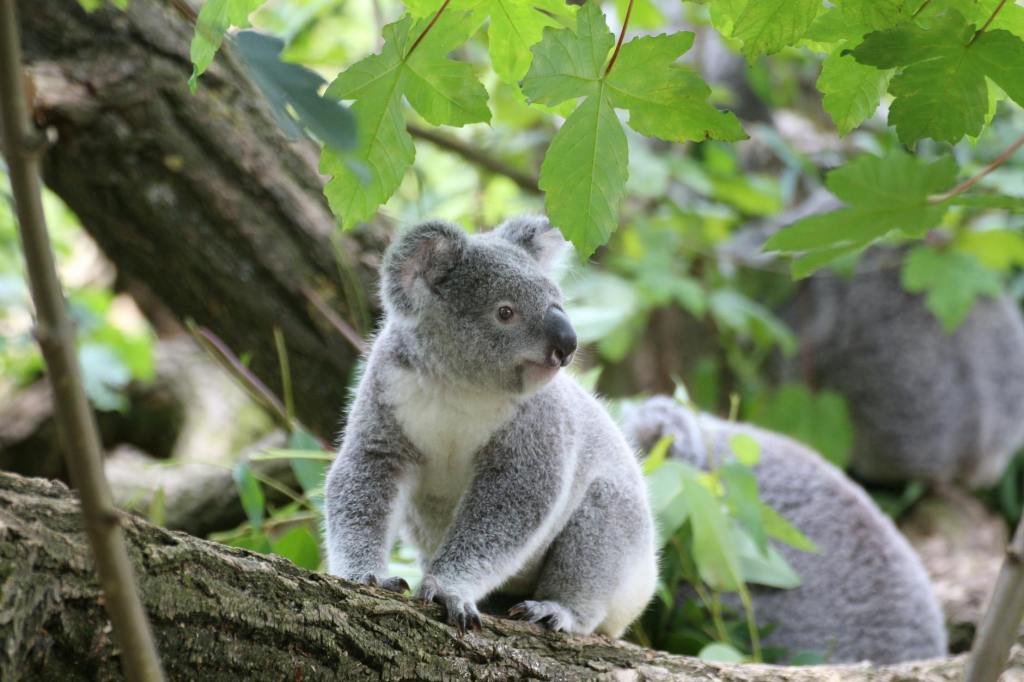 Great Koala National Park plan offers credible look at future of forests with less logging |&nbsp;SMH