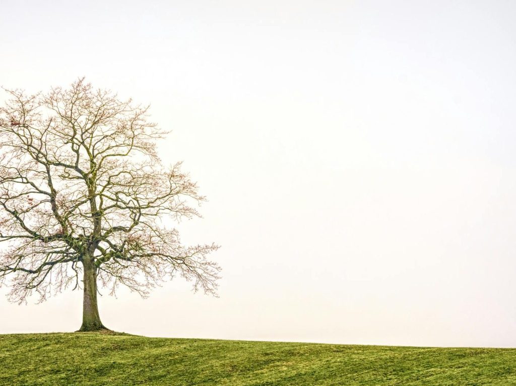 Australia on alert to shot-hole borer threat as WA pivots to tree canopy rehabilitation | ABC&nbsp;News