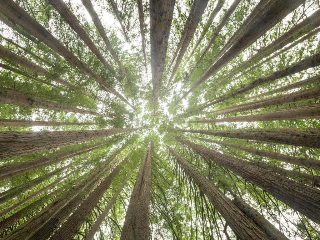 Australia on alert to shot-hole borer threat as WA pivots to tree canopy rehabilitation | ABC&nbsp;News