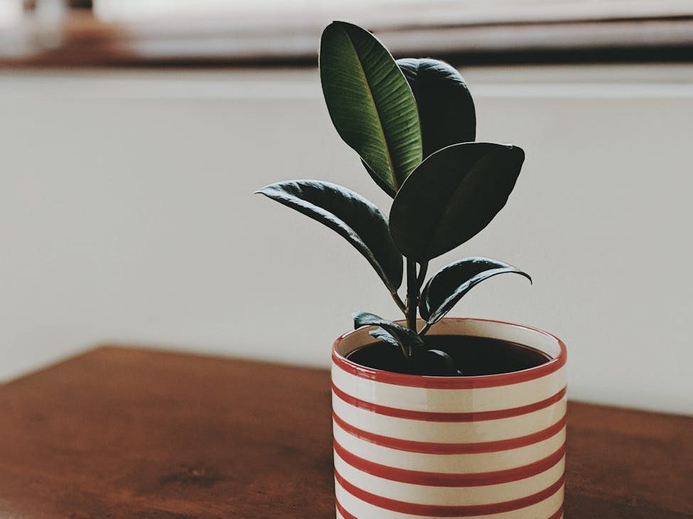 Question: Which plant identification and care app do you&nbsp;use?