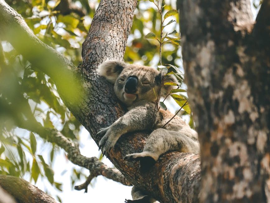 Operators and peak land conservation body call for Queensland to drop land tax for nature refuges | ABC&nbsp;News