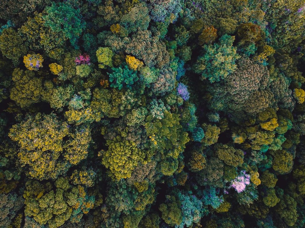 Drones with thermal cameras are revealing the secrets of elusive Australian forest wildlife | The&nbsp;Conversation