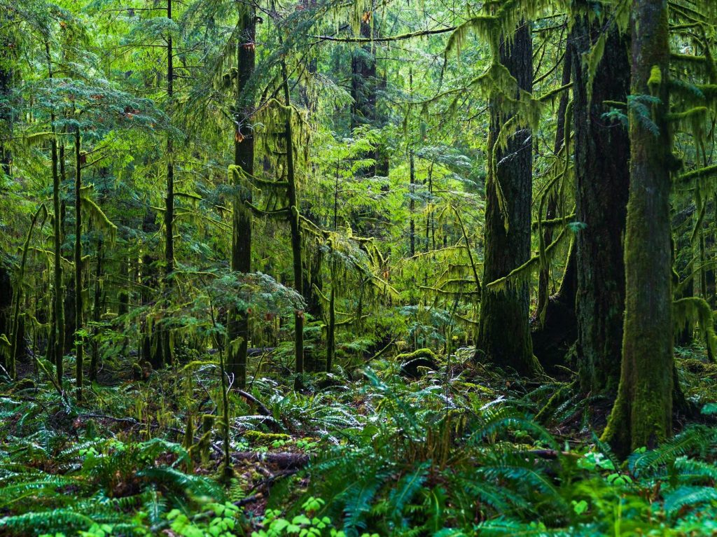 Colombia Rainforest Protection Effort Secures Critical Wildlife Habitat | Happy Eco&nbsp;News