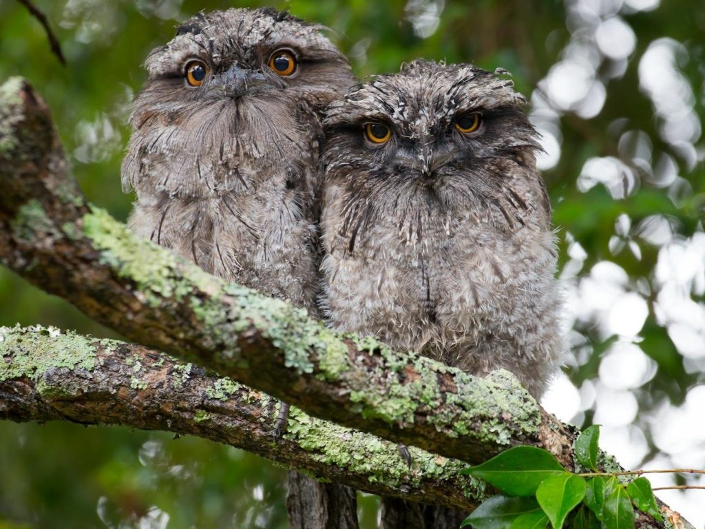 Wildlife conservation in the&nbsp;suburbs