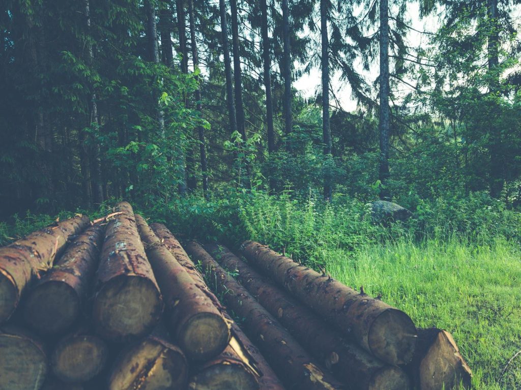 Logging devastated Victoria’s native forests – and new research shows 20% has failed to grow back | The&nbsp;Conversation