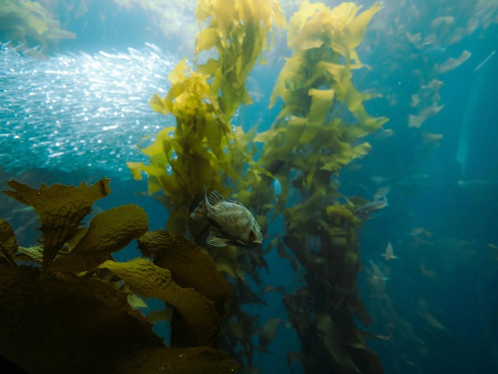 The dead sea: Tasmania’s underwater forests disappearing in our lifetime | Climate crisis | The&nbsp;Guardian