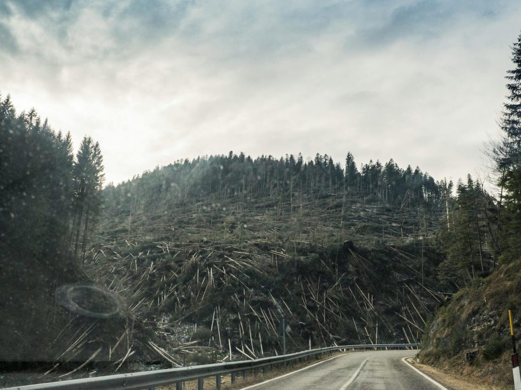 Global deforestation crisis: How can we stop massive forest losses? |&nbsp;Earth.com