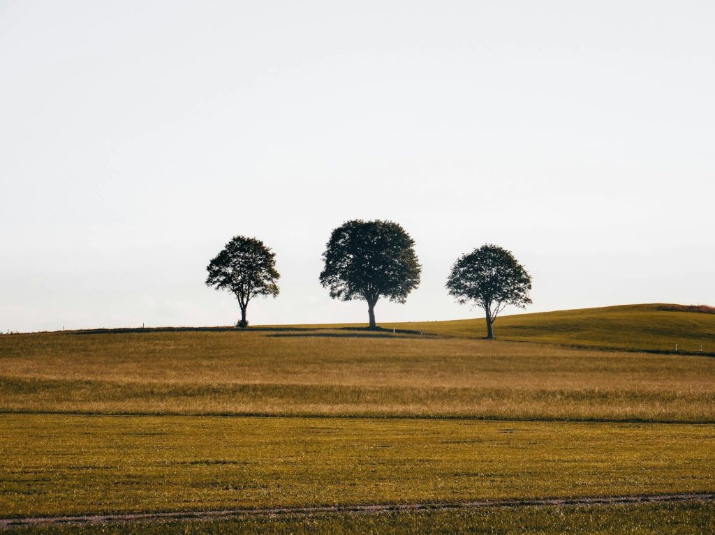 Top ‘tree’ posts in July&nbsp;2025