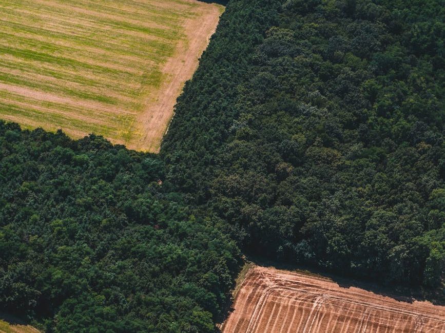 Europe Shortens Deforestation Enforcement Delay to Six Months |&nbsp;Bloomberg
