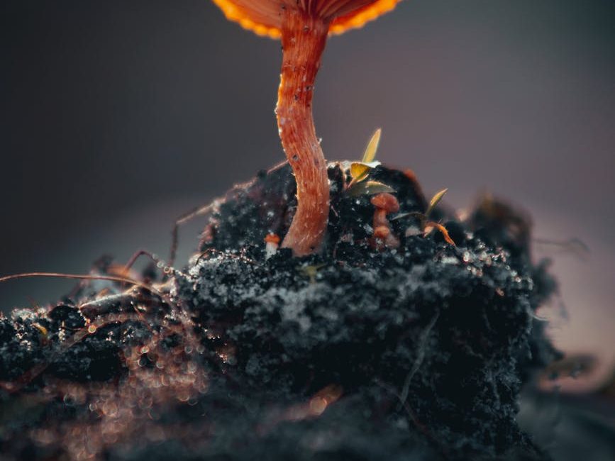 From trading nutrients to storing carbon: 5 things you didn’t know about our underground fungi | The&nbsp;Conversation