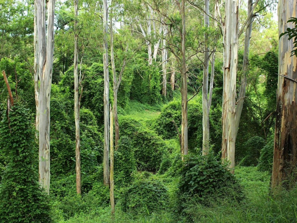 Ending Victoria’s timber industry has created a ‘time bomb’ in the state’s mountain ash forests | ABC&nbsp;News