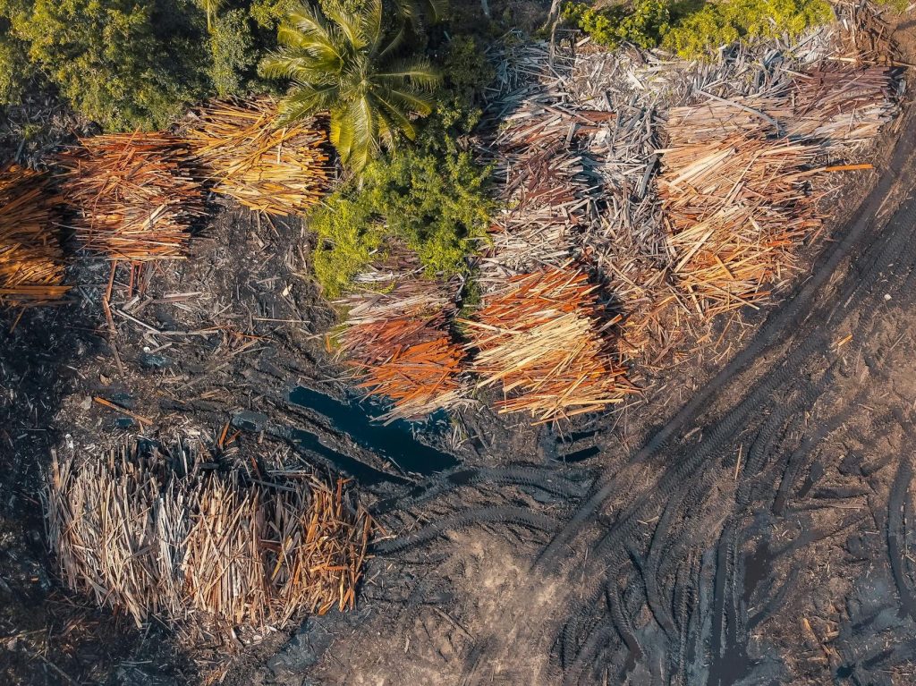 Native forest logging must end in order to reach Labor’s emissions reduction target, expert says | The&nbsp;Guardian