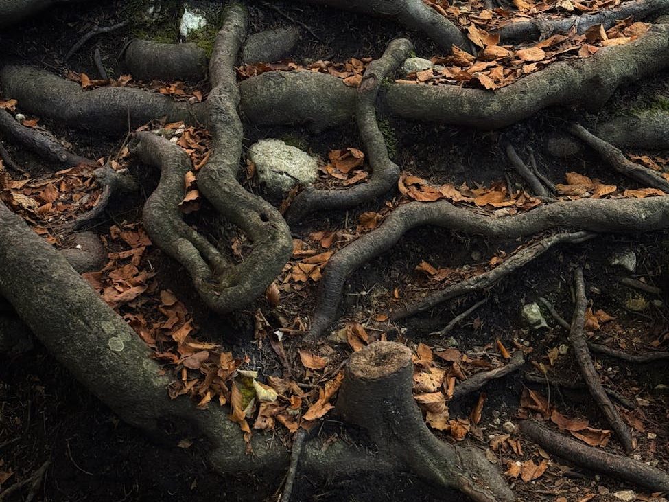 The human brain is wired to spot biodiversity | Anthropocene&nbsp;Magazine