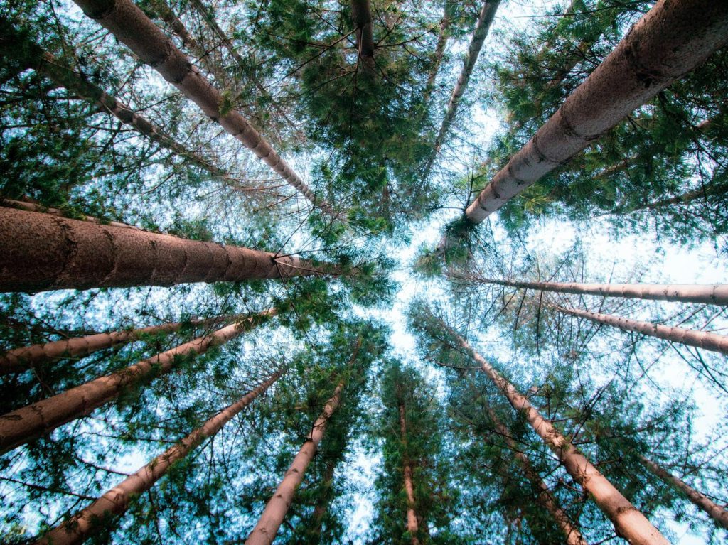 Walking the trees: we traced how First Nations groups moved bunya pine and black bean trees | The&nbsp;Conversation