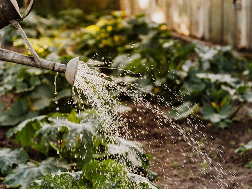 How to have a water-efficient garden | Brisbane Sustainability&nbsp;Agency