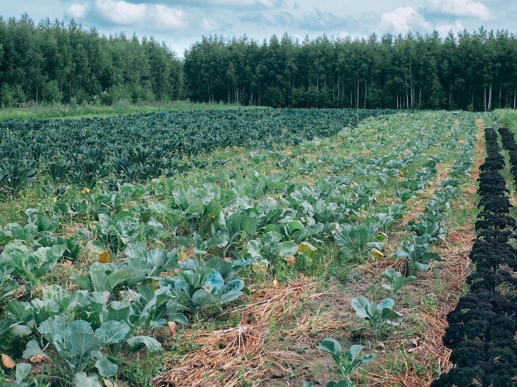 Conventional wisdom says more forests=less crops. Maybe not? | Anthropocene&nbsp;Magazine