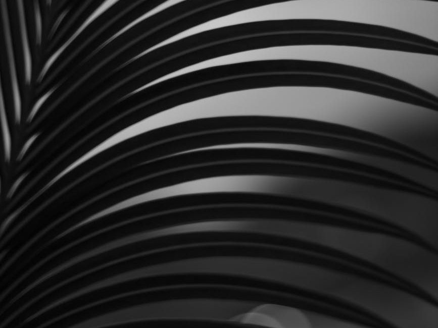 Some tropical trees cool their leaves to survive the heat — but not all species have ways to cope | The&nbsp;Conversation