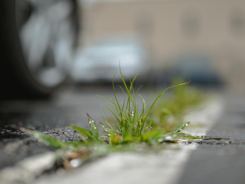 Swapping concrete for vegetation |&nbsp;IPWEA